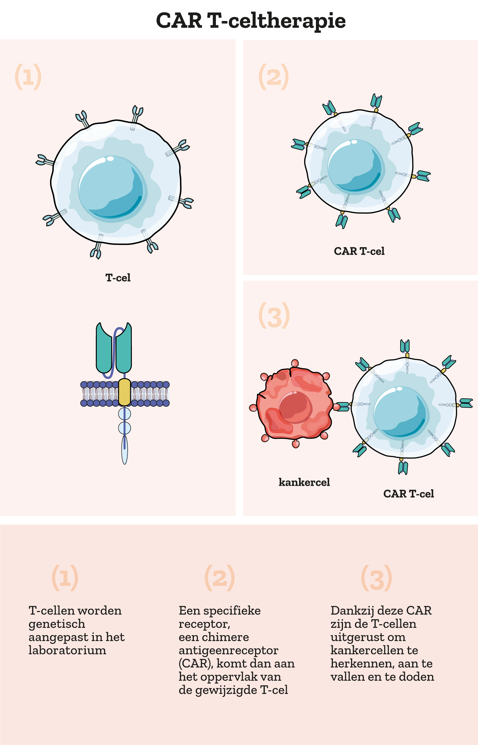 Illustratie van het werkingsmechanisme van CAR T