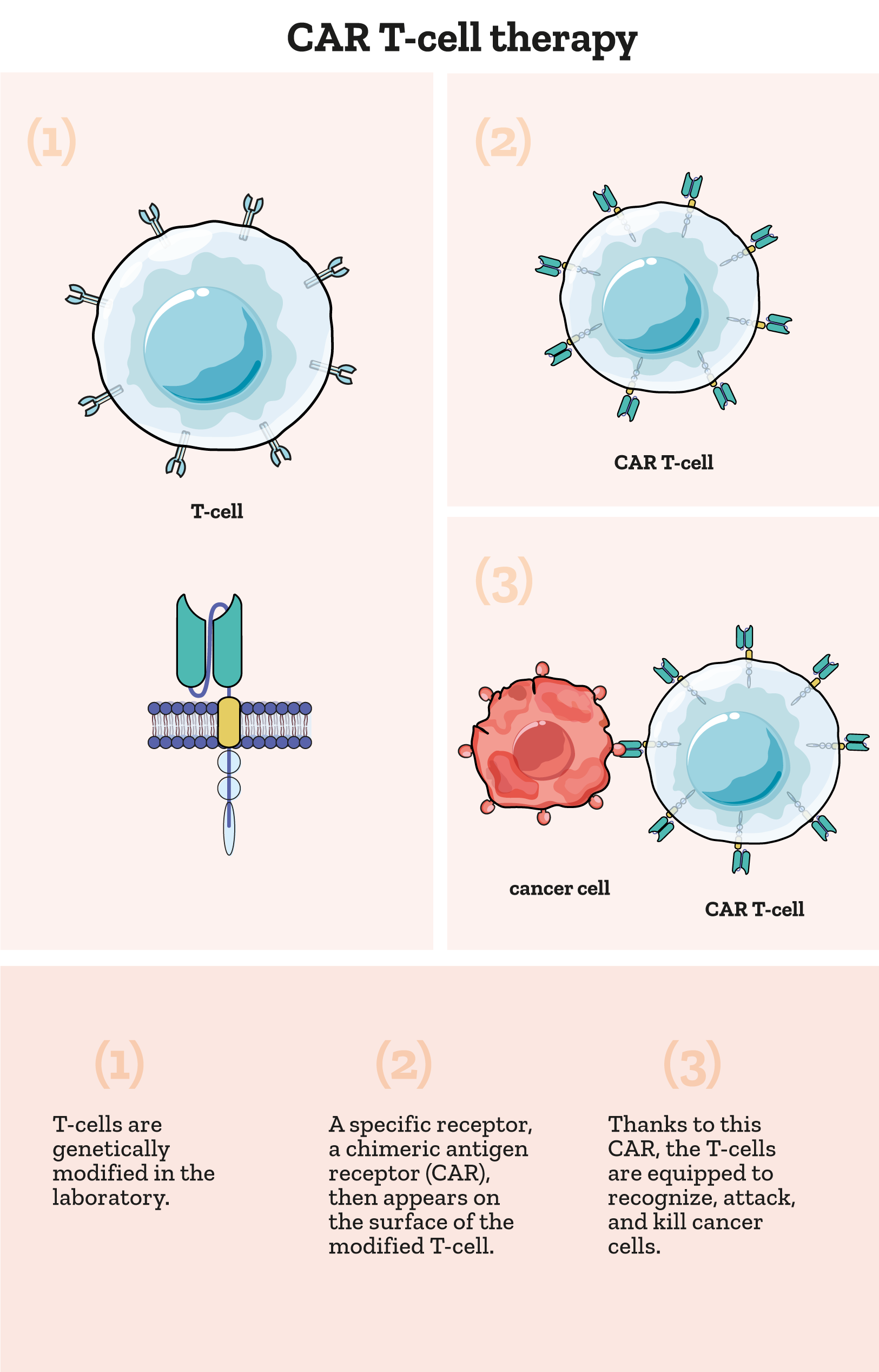 Illustration of the CAR T mechanism of action