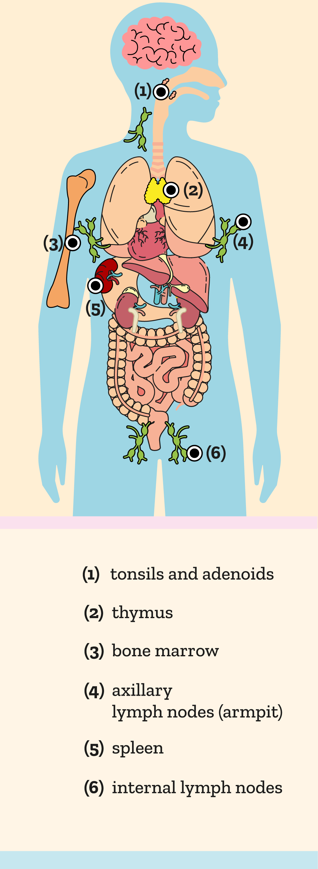 Illustration of the organs of the lymphatic and immune system