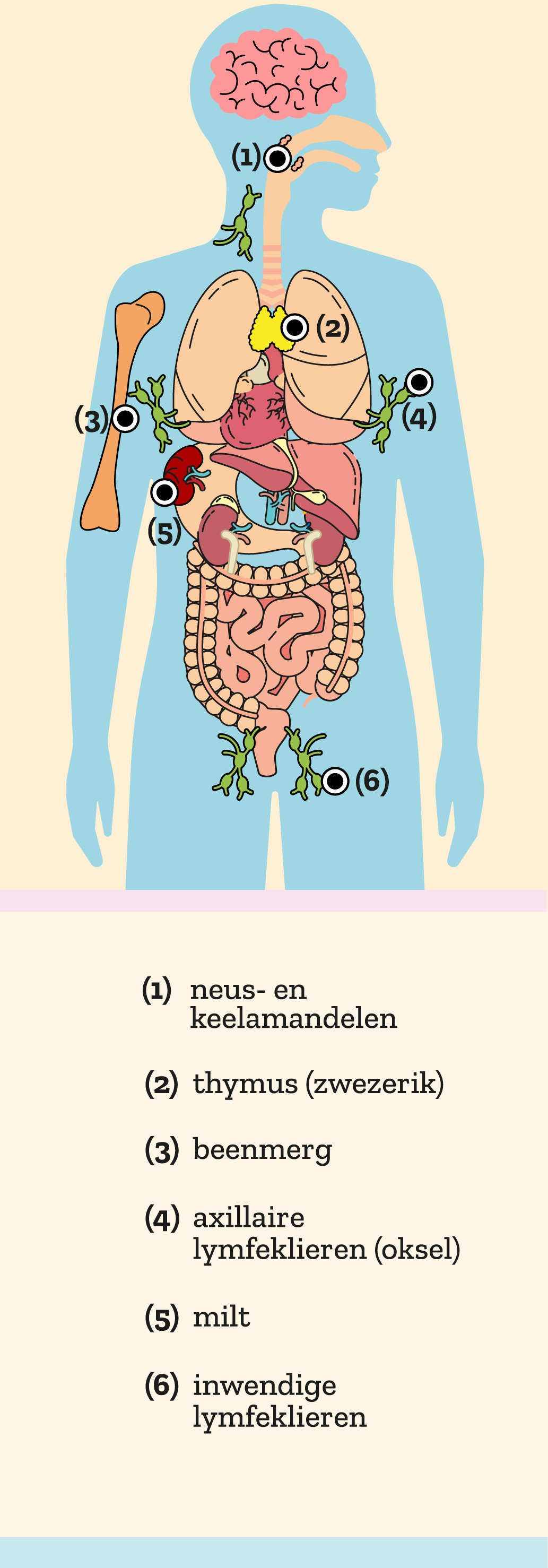 Illustratie van de organen van het immuunsysteem